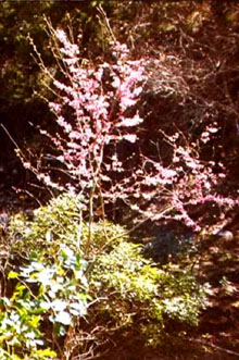 Redbud