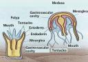 Cnidarian