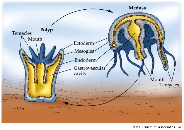 These are cnidarian's two forms