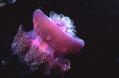 This is a jellyfish, which is an example
of an invertebrate in the Cnidarian phylum