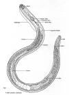 Nematoda