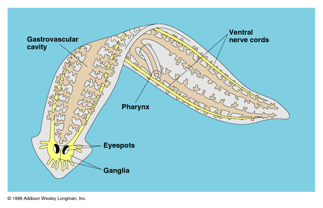 this is a planarian