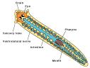 Platyhelminthes