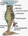 Porifera