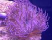 This is a sea anemone, which is an example of an
invertebrate in the Cnidarian phylum