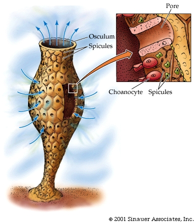 this is a sponge