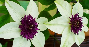 Klematis