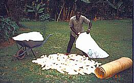 [Pic David drying maize]