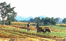 [Pic Plowing field with oxen]