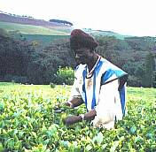 [Pic Tea picker]