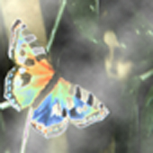 butterfly image