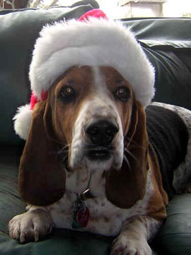 Basset in New Mexico