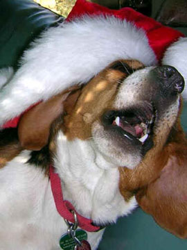 Too much eggnog in New Mexico