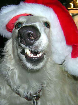 Borzoi in New Mexico