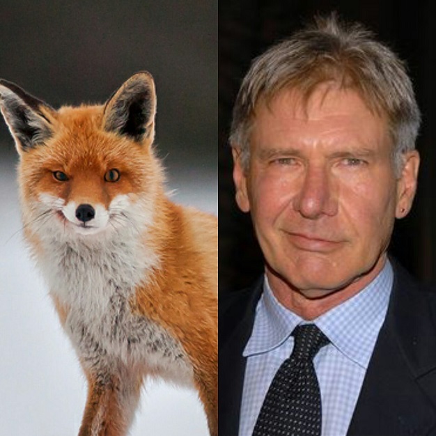 Animal Doppelganger