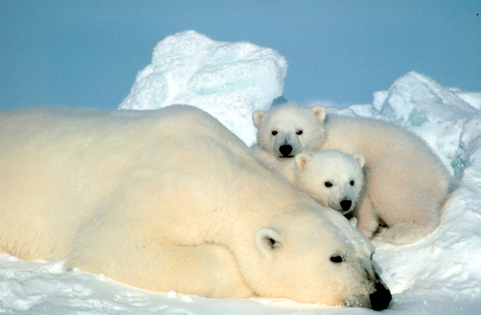 Bear with cubs
