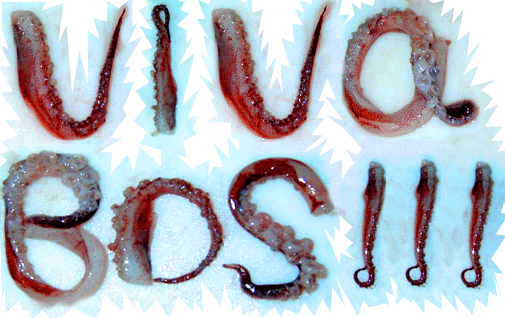 BACK TO B.D.S MAIN MENU