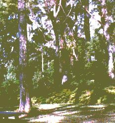 Cabbage Tree Palms.