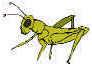 grasshopper