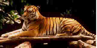 tiger