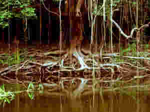 Jungle maypole