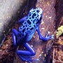 blue tree frog