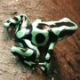 green tree frog