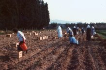Raccolta delle patate