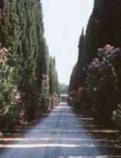 viale di ingresso