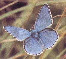 Adonis Blue