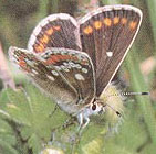 Brown Argus