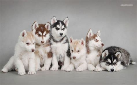puppies1