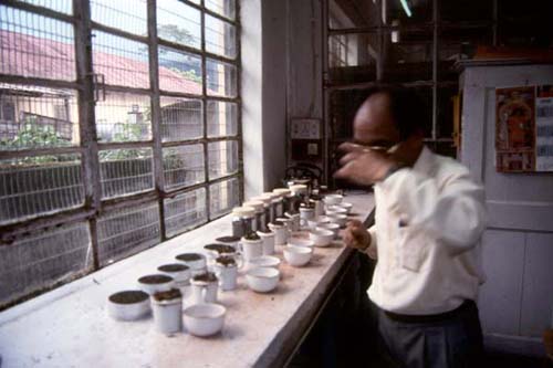 Darjeeling Tea Garden
