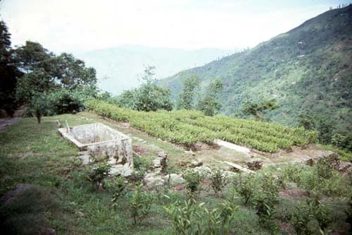 Darjeeling Tea Garden