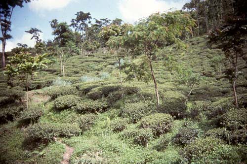 Darjeeling Tea Garden