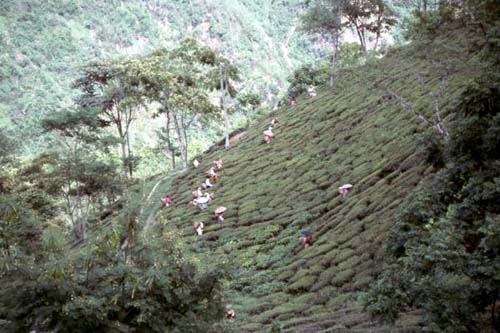 Darjeeling Tea Garden