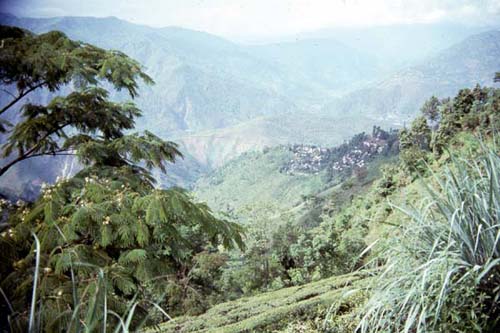 Darjeeling Tea Garden