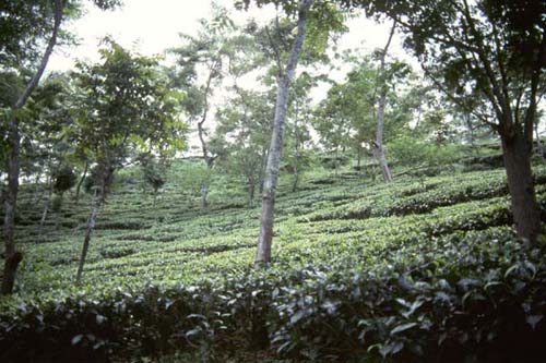 Darjeeling Tea Garden