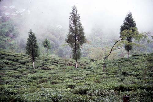 Darjeeling Tea Garden
