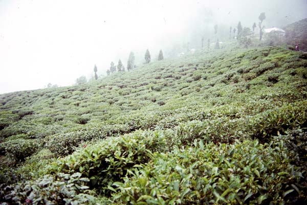 Darjeeling Tea Garden