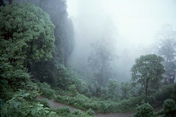 Darjeeling Tea Garden