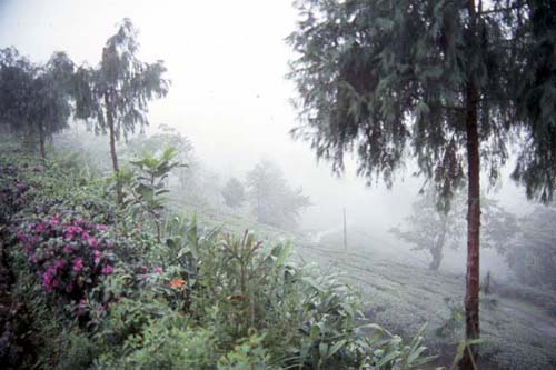 Darjeeling Tea Garden