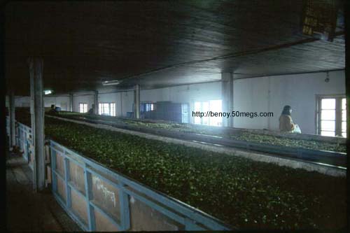 A Tea Factory in Darjeeling