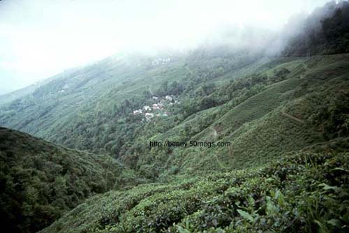 Darjeeling Tea Garden