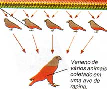 Veneno amplificado