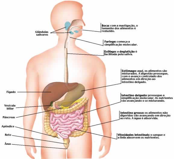 Atlas de anatomia do movimento