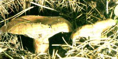 Basidiomicetes