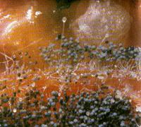 Eumicetes