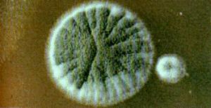 Mixomicetes