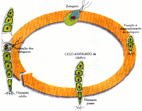 Zoosporia